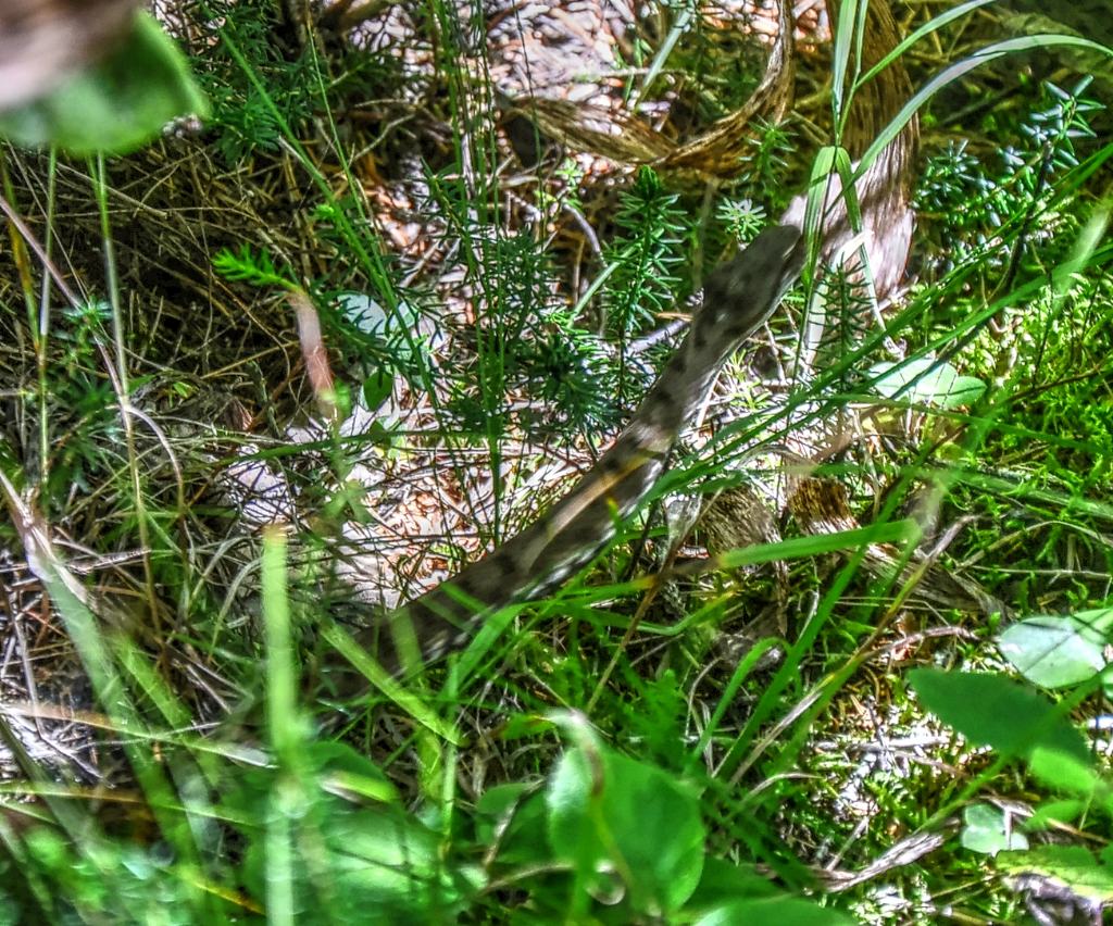 Serpente nel Trentino